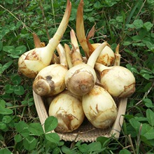 茨菇-茨菇批发、促销价格、产地货源 - 阿里巴巴