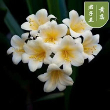 mԾGֲ҃ȿ͏dA^оmֱֲN