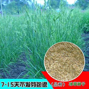 Wholesale Ice Grass Seed Wild Wheat Flat Spike Ice Grass Pinnate Wheat Grass Seed Forage Grass Seed Ice Grass