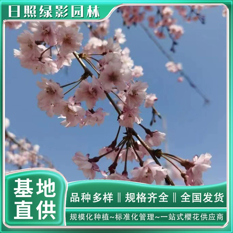 Прямая поставка 4 см восьмикратной Красной ветки, висящей Саженцы вишни, зеленая тень, сад, восьмикратная красная ветка, висящая Саженцы вишни