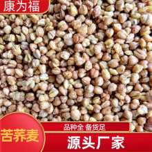 苦荞麦 金荞麦 黑苦荞 中药材苦荞麦 代打粉