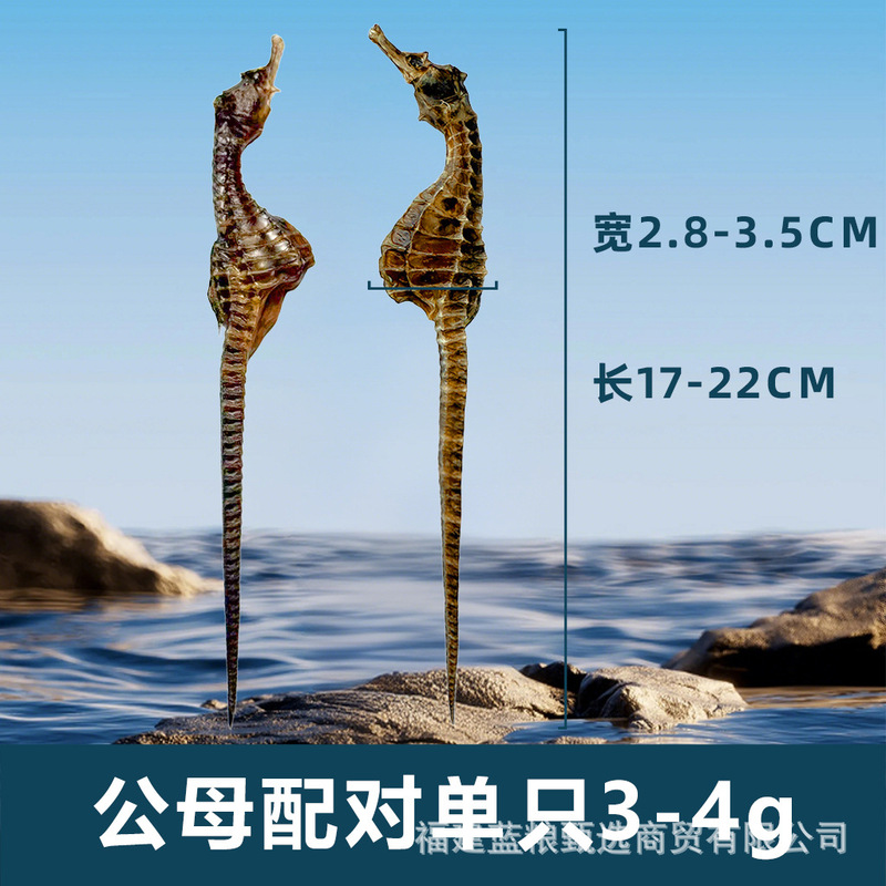 【全规格10公斤直销】养殖海马干泡酒煲汤滋补精品公母配对非药材|undefined
