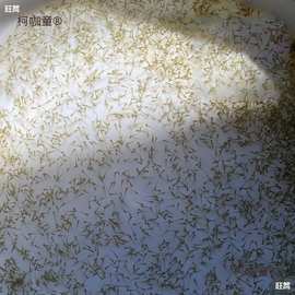 水花鱼苗批发鲫鱼鱼桂鱼大头花鲢白鲢青鱼鲤鱼武昌鱼翘嘴鱼麦太保