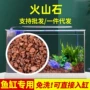 代发多肉水族水洗绿植