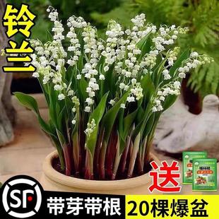 Lily of the Valley Seedlings with Buds and Roots Potted Plant Bulbs Imported Cold-Resistant Indoor and Outdoor Lily of the Valley Florals and Green Plants Bloom All Year Round