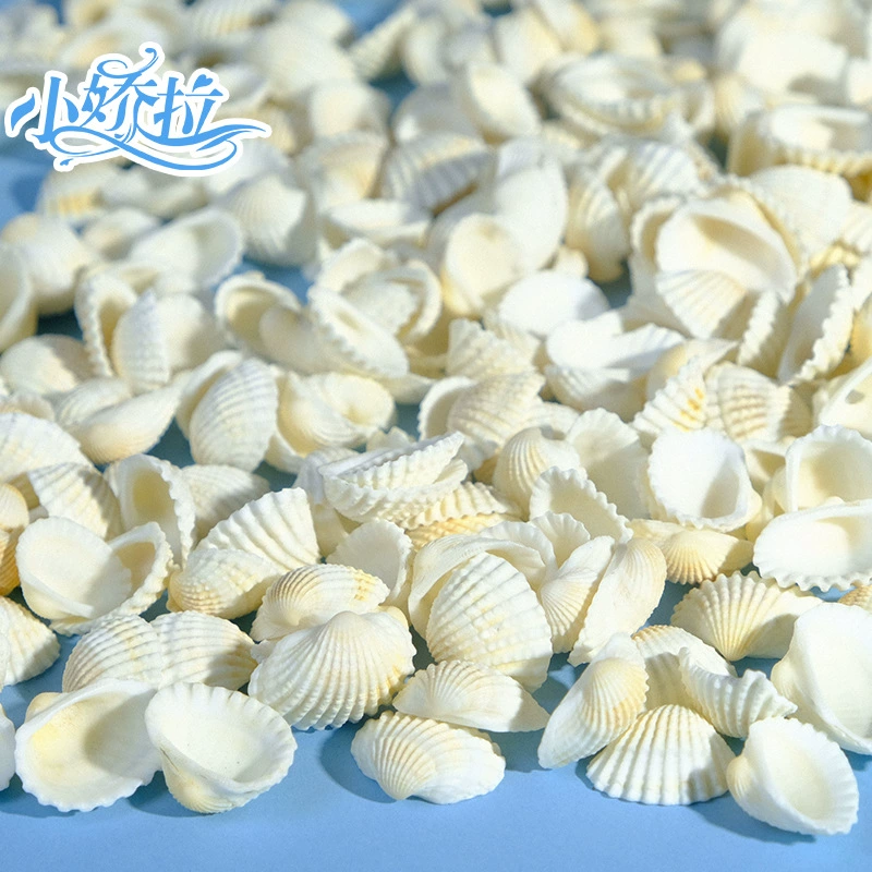 Производитель поставки натуральная раковина белая раковина снежный моллюск аквариум украшения ракушки ремесла оптом