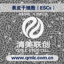 表皮干细胞（ESCs）/67种专能干细胞/干细胞源头厂家/清美联创
