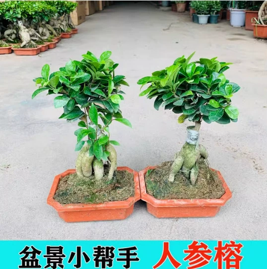 Баньян с женьшенем, вечнозеленое денежное баньяновое дерево, бонсай, горшечное растение с корнями, легко выращивается, маленькое настольное растение, поглощающее формальдегид