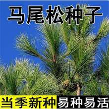 马尾松种子青松种籽山松种子枞松造林松树种子常绿乔木林木种子