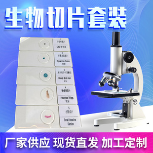 In stock animal cell division microscope slide 5-piece biological slice suit plant cell microscope slide