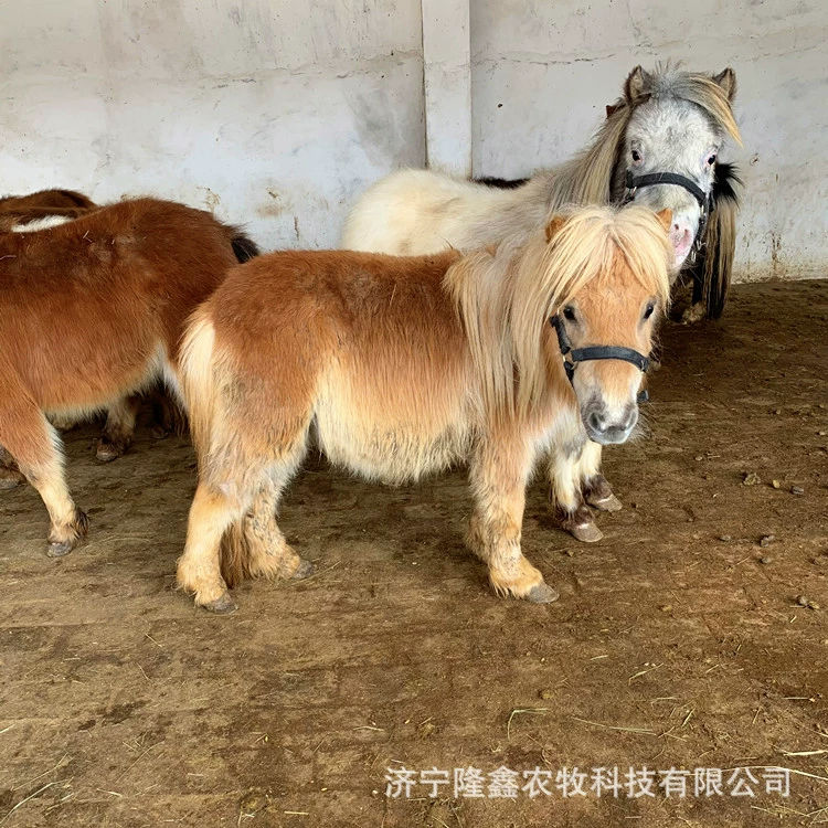 Есть несколько пород пони, где есть фермы пони