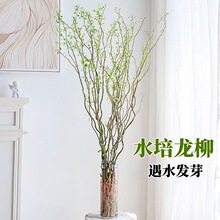 水培植物龙柳鲜枝切花水养绿植雪柳干支室内吊钟泡水长根装饰盆栽