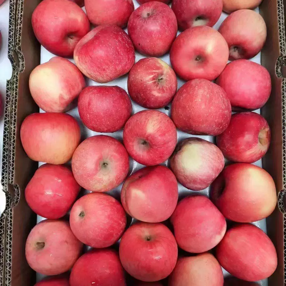 大量供应出口新鲜水果 富士苹果 红星苹果  鸭梨 皇冠梨脆甜苹果