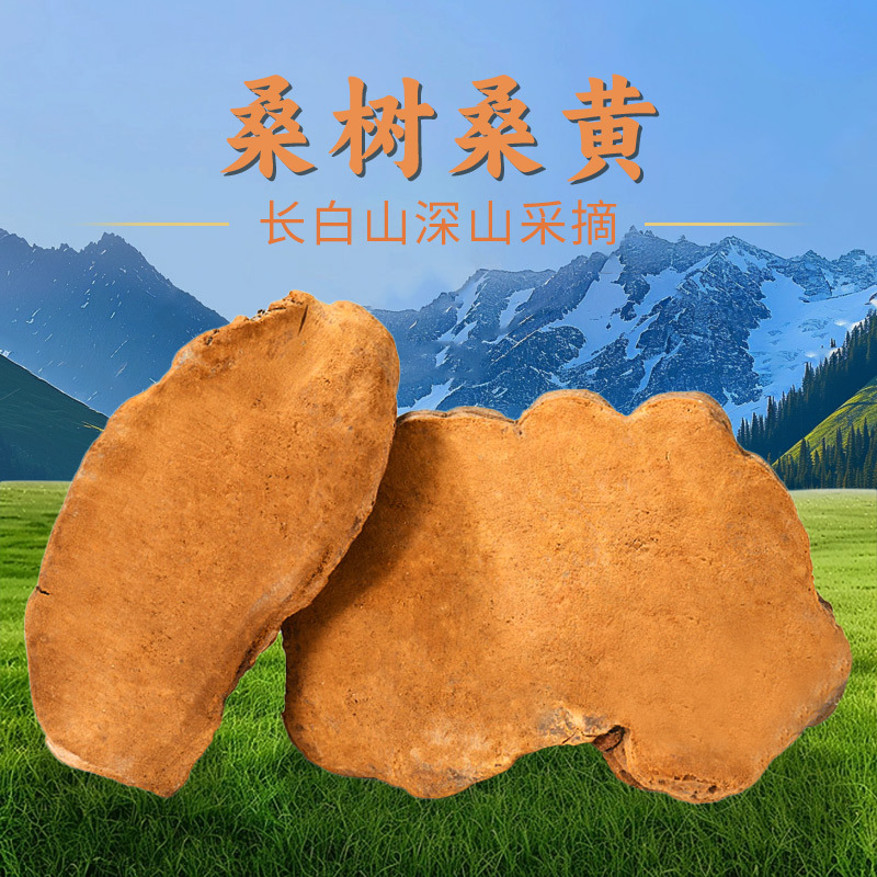 桑黄野生长白山桑黄正品桑树桑黄切片土特产品桦树茸批发原料