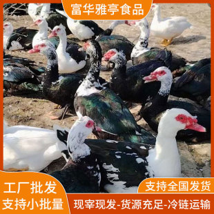 Դ�^���׏Sֱ�����r�F������ɢ�BA�������������F��֧������ă�