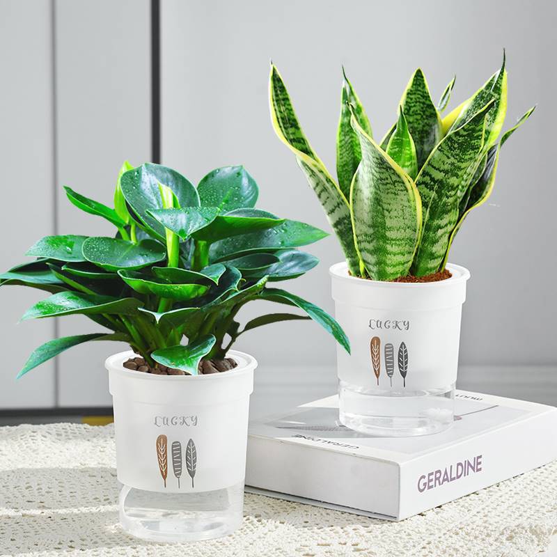 골든 다이아몬드 2개 세트 + 타이거 난초 + 3잎 화분 2개 + 영양액