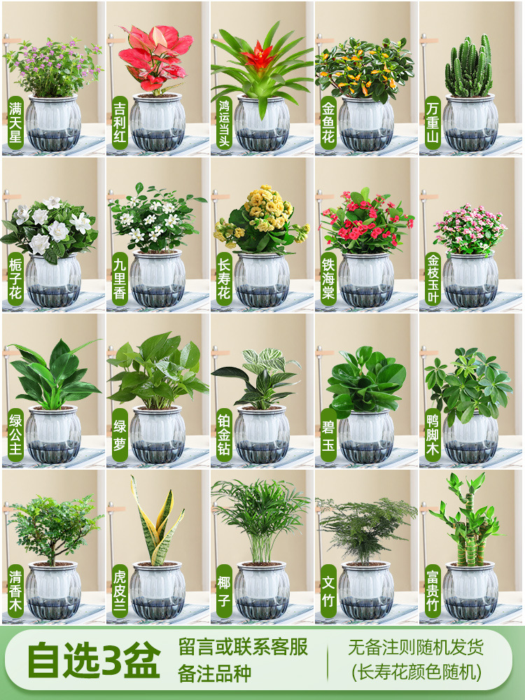[원하는 녹색 식물과 꽃 화분 3개] 품종 비고