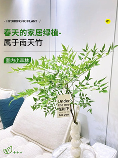 ������ˮ��Gֲ����tˮ�B�����҃Ȼ����r��֦���R�R��ľƽ�����l