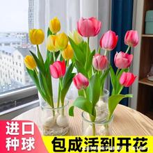 郁金香种球盆栽水培植物室内百合花种四季开花好养活水仙花卉