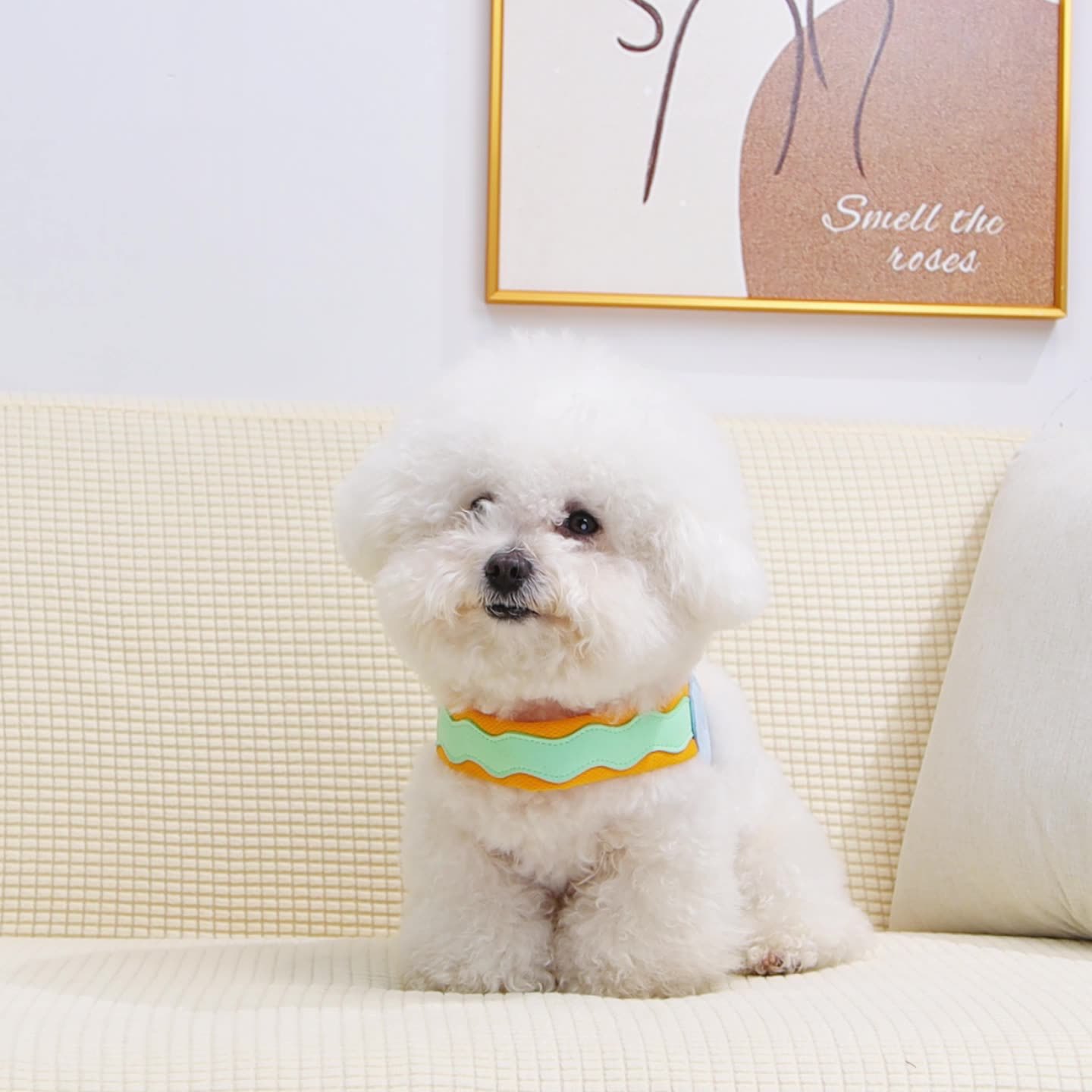 Cuerda de tracción en forma de Y, cuerda de tracción para perros, tipo chaleco, espalda en el pecho, perro pequeño, oso de peluche, cuerda para pasear al perro, cadena para perros