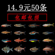 小魚活 觀賞魚草缸熱帶燈科魚群游斑馬魚小型淡水紅綠寶蓮燈彩魚