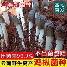 云南鸡枞菌菌种居家四季种植三塔菌种家种鸡腿菇食用菌种一件包邮