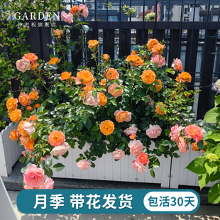 ��֭�̨�¼����玧�����ļ������_���������̨ͥԺ��ľõ�����l