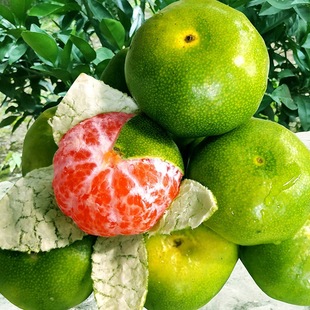 New Variety of Green-Skinned Tangerine Seedlings, Rinan No. 1 Tangerine Seedlings, Early-Maturing Green Citrus Seedlings, Grafted Seedless Tangerine Saplings