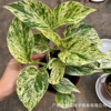 Base direct supply ｜ Marble Queen INS indoor northern European net red and green potted flowers are rare and interesting