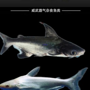 ��ˮ���~���w�����^�p�~���ͻ��^���{���׻����~���~���~