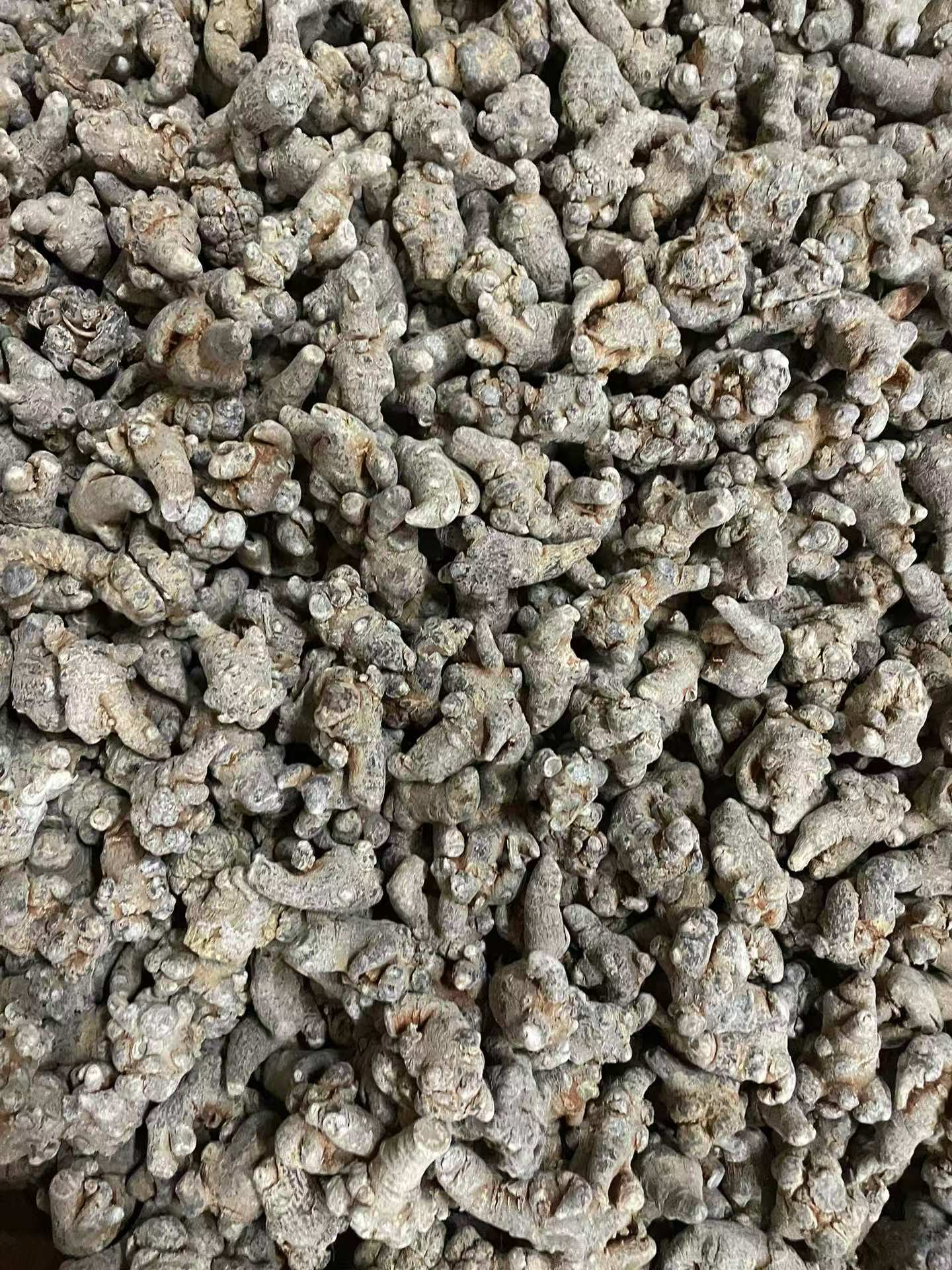 Dried Notoginseng Root Heads from Yunnan Wenshan Sanqi Tianqi Herbal Decoction Pieces 250g in use