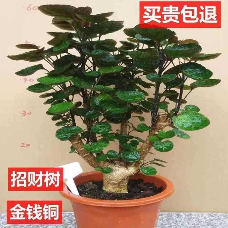 Money Tree Potted Plant with Round Leaves for Wealth and Prosperity, Indoor Living Room Green Plant Gardening