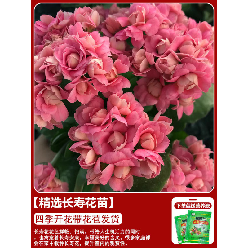 Flores de larga vida en maceta de doble pétalo, zorro dorado, gran flor con brotes de flores y plántulas, flores de interior en todas las estaciones, fáciles de cultivar.