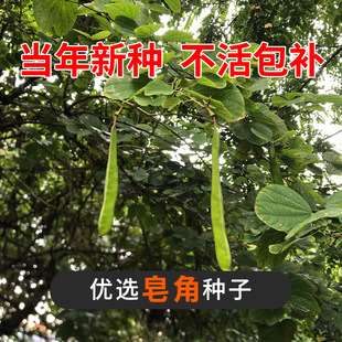 �²����ǷN�Ӵ����������Ǵ̘���N�ӻh�ʇ������v����С���ǷN��