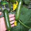 Dutch fruits cucumber seeds and field vegetable garden is easy to plant crispy tender and delicious summer quenching cucumber vegetable seeds