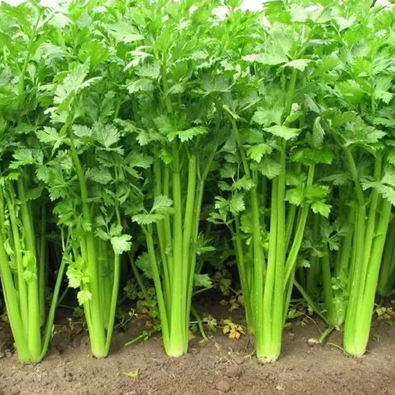 芹菜批發低價新鮮現割榨汁西芹農家自種大香芹時令新鮮蔬菜批發