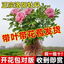 ĵԎʝļƷFشϘذ껨