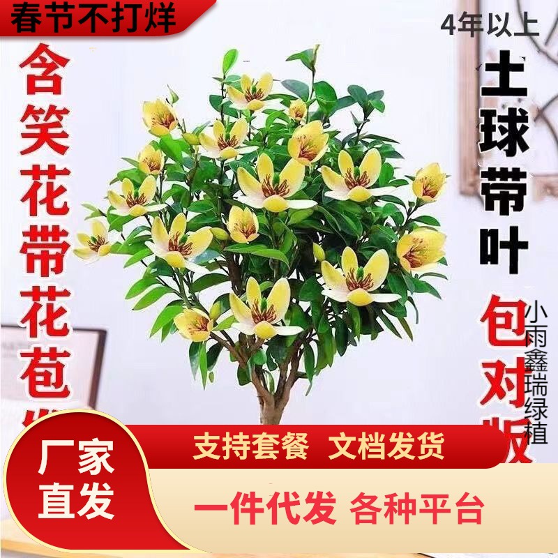 一件代发含笑花苗盆栽浓香型四季花卉植物庭院阳台当年开花四季青