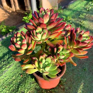 Red Lotus Old Pile Succulent Plant Yunnan Dew Nourishing Cute Meat Indoor Courtyard Bonsai Base Dreamland