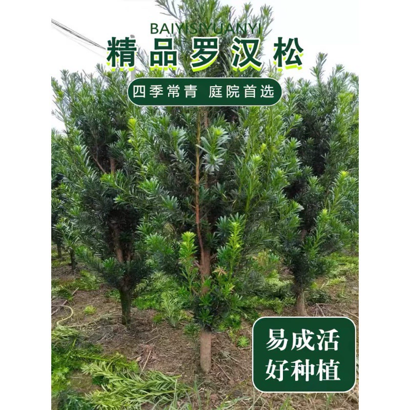 Поколение морозостойких Podocarpus саженцев двор большое зеленое растение in-situ Вилла бонсай вечнозеленый лист просмотра