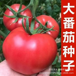 ���168���ѷN�Ӵ�����t���ش�̖�����ϱ�����Ʒ�N���ѷN��