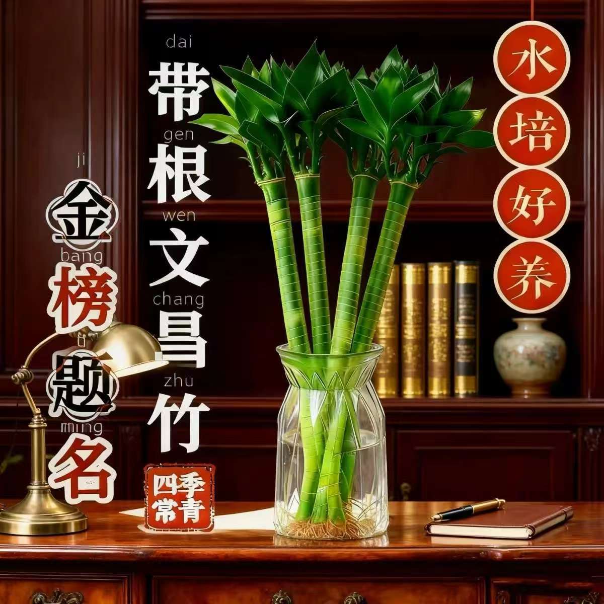 Authentic Wenchang Bamboo Wenchang Zhuxue Dragon Bamboo Hydroponic Plant with Roots, Wealth Bamboo, Special for Students and Home Use
