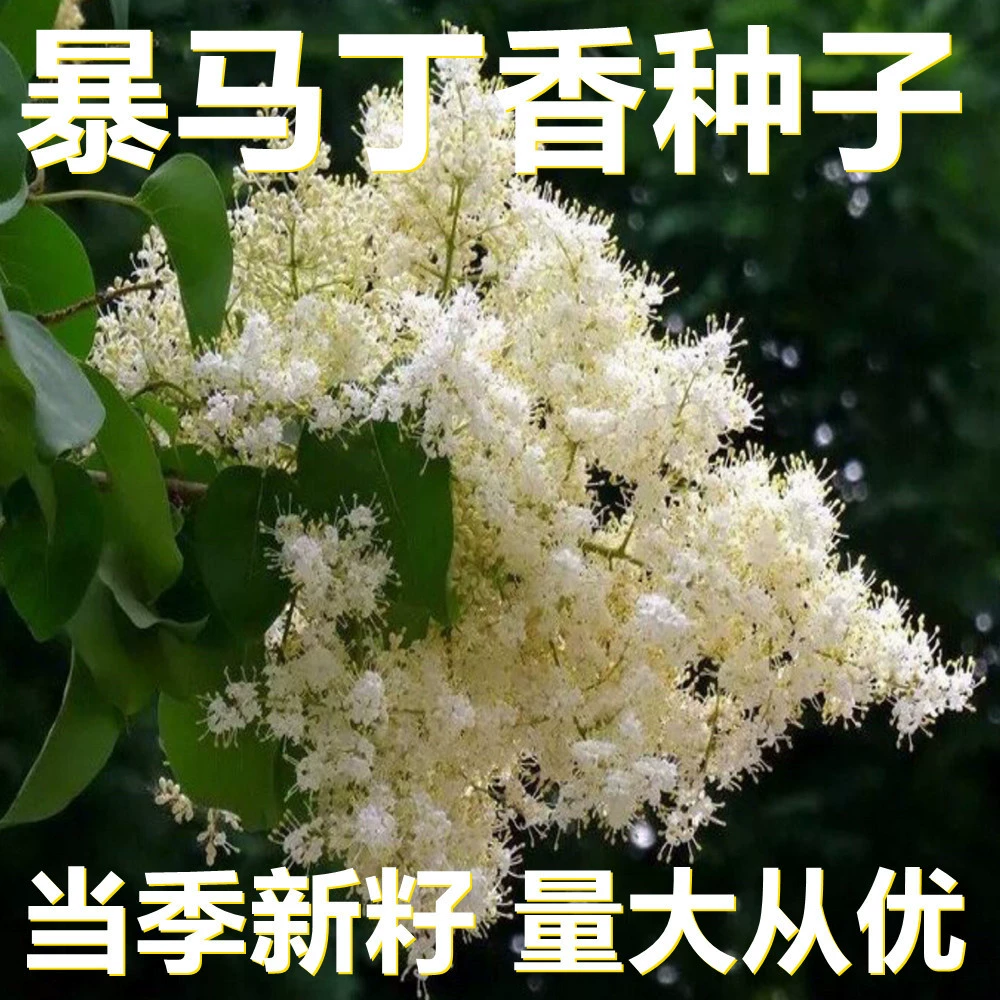 Семена Букса 250-500г фасованные оптом, прямые поставки с места происхождения, сезонные новые семена, семена садовых цветов