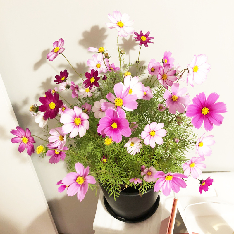 혼합색 코스모스 1000캡슐 + 비료