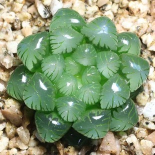 Crassula Ovata Succulent Plant Set with Crassula Rupestris, Crassula Cristata, Crassula Ice Lamp, Crassula Moon Shadow, and Crassula Ovata in a Potted Combination