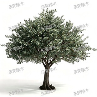Large Artificial Olive Tree for Landscape �����쾰�ϙ�����