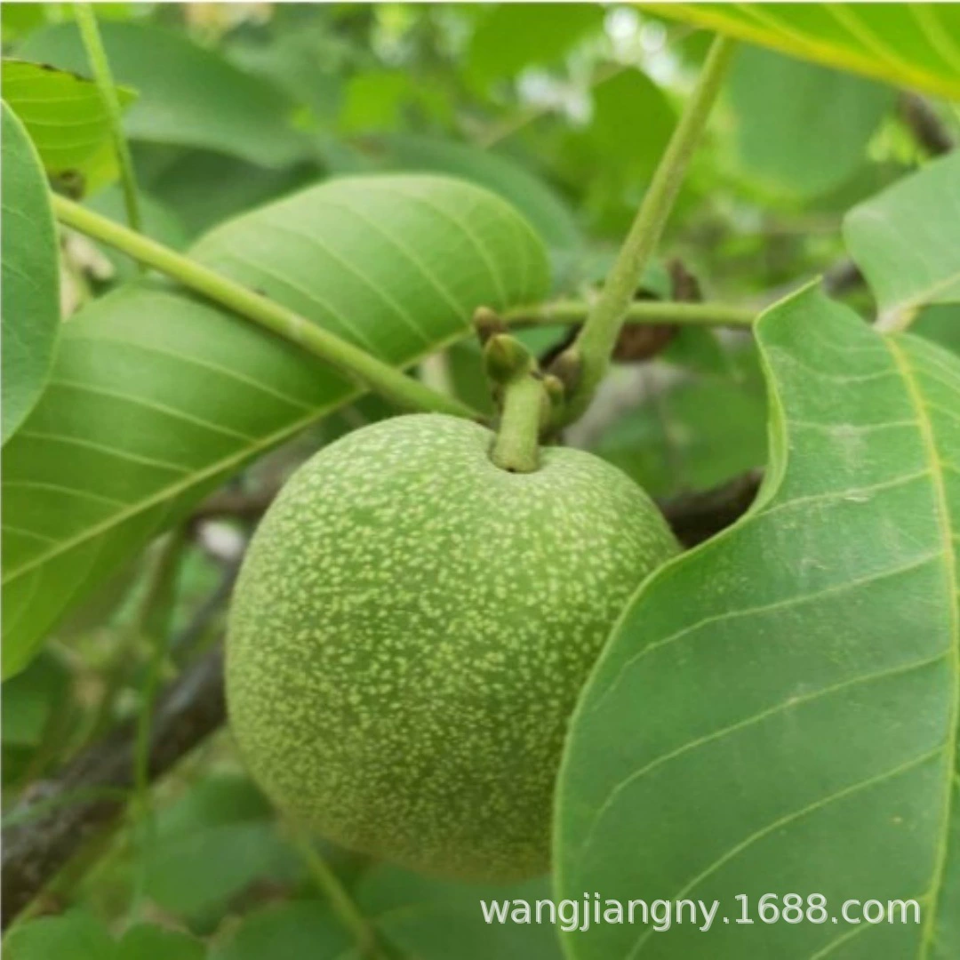 Американская Золотая Обезьяна голова грецкого ореха саженцы Вэнь играть грецкий орех саженцы, что год висит фрукты четыре здания Львиная голова грецкого ореха саженцы