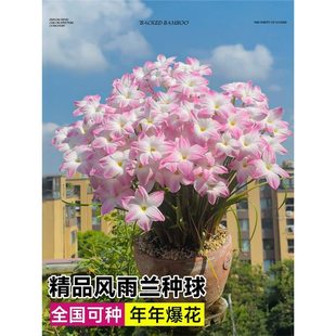 �L���m�N���ذ����������m���������҃�ͥԺ�̨�[�mֲ��༾�_��