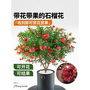 ʯ�������Ծ������l؛��ʳ��ֲ���҃Ȼ��ܾGֲ�������ļ��_���B
