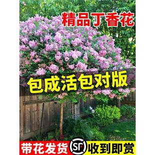 European Lilac Saplings Potted with Buds Outdoor Courtyard Ground Planting Cold-Resistant Large Trees Four-Season Fragrant Florals